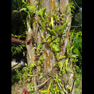 Dieser Stamm einer Ölpalme beherbergt etliche Pflanzen, u. a. Orchideen